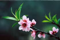 Video: Đào phai màu, mai nở bung, lê trắng xuống phố hút khách Hà thành