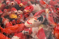 Chiêm ngưỡng đẳng cấp chơi cá Koi của đại gia Việt