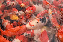 Chiêm ngưỡng đẳng cấp chơi cá Koi của đại gia Việt