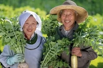 Bí quyết sống 100 tuổi của người dân ngôi làng trường thọ ở Nhật