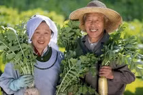 Bí quyết sống 100 tuổi của người dân ngôi làng trường thọ ở Nhật