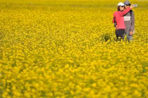 Mê mẩn thung lũng hoa cải vàng đón chúa Xuân