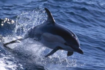 Ukraine nhượng lại đội quân gián điệp cá heo cho Nga