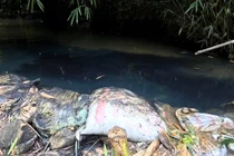 Nước máy Hà Nội bốc mùi lạ: Thủ tướng chỉ đạo Bộ CA những gì?