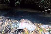 Nước máy Hà Nội bốc mùi lạ: Thủ tướng chỉ đạo Bộ CA những gì?