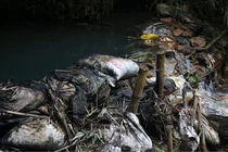 Xả dầu thải Công ty Gốm sứ Thanh Hà “đầu độc” nước sông Đà: Do tiếc 35 triệu tiêu huỷ?