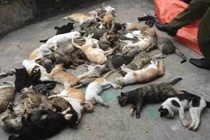Nam Định: Hoang mang trước việc hàng loạt mèo chết bất thường