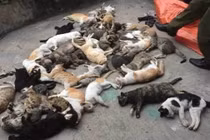 Nam Định: Hoang mang trước việc hàng loạt mèo chết bất thường