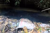 Lãnh đạo nước Sông Đà thiếu trách nhiệm: Hòa Bình giao công an điều tra