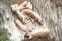 Dịch tả lợn châu Phi xuất hiện ở Thanh Hóa: Chủ tịch tỉnh ban hành công điện khẩn