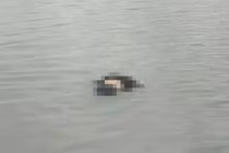 Phát hiện thi thể 2 nam, nữ nổi lập lờ gần bờ biển