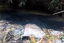 Xả dầu thải đầu độc nước sông Đà: 3 vấn đề nhức nhối hung thủ và bị hại