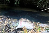 Xả dầu thải đầu độc nước sông Đà: 3 vấn đề nhức nhối hung thủ và bị hại