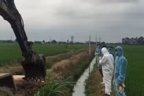 Dịch tả lan rộng, Hải Dương khoanh vùng, dập dịch tả lợn Châu Phi