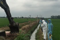 Dịch tả lan rộng, Hải Dương khoanh vùng, dập dịch tả lợn Châu Phi