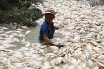 Cá chết hàng loạt sông La Ngà: Xử lý nghiêm nếu có hành vi vi phạm pháp luật