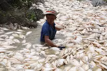 Cá chết hàng loạt sông La Ngà: Xử lý nghiêm nếu có hành vi vi phạm pháp luật
