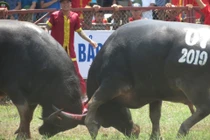 Ảnh: Thót tim những trận đấu kịch tính lễ hội chọi trâu Đồ Sơn 2019