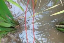 1 phụ nữ tử vong "tức tưởi" do vướng dây điện bẫy chuột