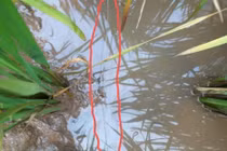 1 phụ nữ tử vong "tức tưởi" do vướng dây điện bẫy chuột