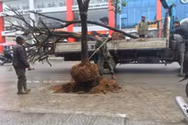 Ảnh: Nhổ hàng cây trồng dưới lòng đường ở thành phố Uông Bí 