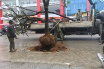 Ảnh: Nhổ hàng cây trồng dưới lòng đường ở thành phố Uông Bí 