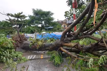 Ảnh hưởng bão số 3: Hải Dương ngập lụt, Hải Phòng bật gốc cây xanh