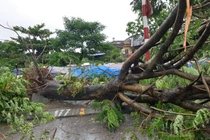 Ảnh hưởng bão số 3: Hải Dương ngập lụt, Hải Phòng bật gốc cây xanh