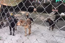 Đàn chó cắn chết bé 7 tuổi ở Hưng Yên: Người dân khiếp sợ đàn chó