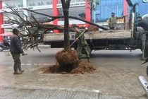 Trồng cây dưới lòng đường: Ý tưởng hay, sao phải chạy theo dư luận?