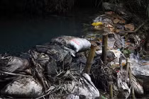 Xả thải đầu độc nước sông Đà: Công ty sông Đà vừa là nguyên nhân, vừa là nạn nhân?