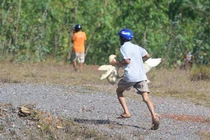 Hôi vịt trên xe tải ở Quảng Bình: Bao giờ người Việt mới hết thói hư tật xấu?