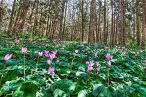 Khám phá khó tin về thính giác các loài hoa