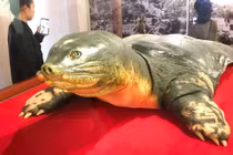 Soi tiêu bản cụ rùa hồ Gươm tại đền Ngọc Sơn