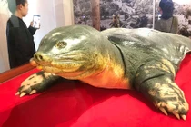 Soi tiêu bản cụ rùa hồ Gươm tại đền Ngọc Sơn