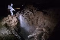 Dịch tả lợn xuất hiện tại Hải Dương: Khẩn trương tiêu hủy 169 con lợn