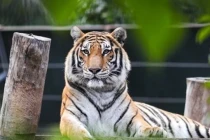 Top 3 con giáp về già mới giàu, đặc biệt số 2