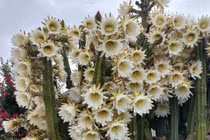 5 cây cảnh nở hoa mang điềm báo thịnh vượng cho gia chủ