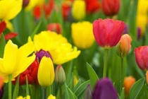 Sau Rằm tháng 8, 3 con giáp hỷ tín đến gần, cuộc đời khởi sắc