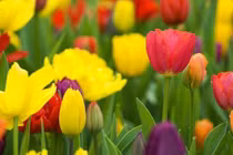 Sau Rằm tháng 8, 3 con giáp hỷ tín đến gần, cuộc đời khởi sắc