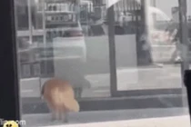 Trời nóng nhưng chủ không chịu bật điều hòa, chó Golden hành động bất ngờ 