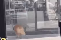 Trời nóng nhưng chủ không chịu bật điều hòa, chó Golden hành động bất ngờ 