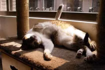 6 cách khiến mèo thích ngủ trong ổ