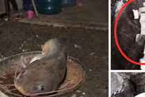 Mổ bụng cá trê, rùng mình thấy thứ trắng toát bên trong