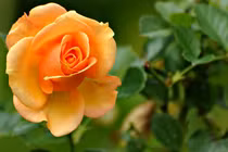 Người sinh vào tháng Âm này, giỏi giang, tương lai làm ông chủ lớn