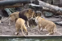 Video: Sư tử “mắng chồng té tát” vì tội làm mất mồi