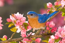 Cánh cửa năm 2022 rộng mở với 4 con giáp này