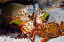 Video : Loài tôm có cú búng làm gãy càng cua