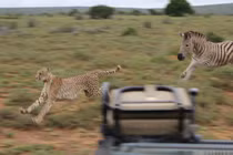 Video: Ngựa vằn “nổi điên” tấn công báo săn 