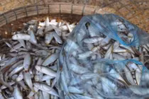 Loại cá xưa bị chê, nay làm thành món đặc sản nổi tiếng một vùng